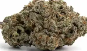 Super Lemon Haze